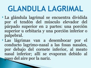 La glándula lagrimal se encuentra dividida por el tendón del músculo elevador del párpado superior en 2 partes: una porción superior u orbitaria y una porción inferior o palpebral. Las lágrimas van a desembocar por el conducto lagrimo-nasal a las fosas nasales, por debajo del cornete inferior, al meato nasal inferior; allí se evaporan debido al paso del aire por la nariz. 
