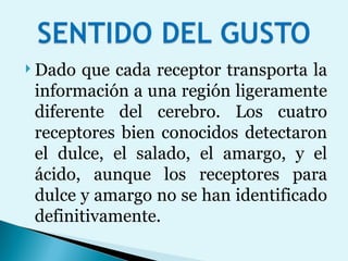 Dado que cada receptor transporta la información a una región ligeramente diferente del cerebro. Los cuatro receptores bien conocidos detectaron el dulce, el salado, el amargo, y el ácido, aunque los receptores para dulce y amargo no se han identificado definitivamente. 