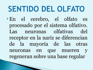 En el cerebro, el olfato es procesado por el sistema olfativo. Las neuronas olfativas del receptor en la nariz se diferencian de la mayoría de las otras neuronas en que mueren y regeneran sobre una base regular 