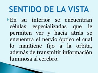 En su interior se encuentran células especializadas que le permiten ver y hacia atrás se encuentra el nervio óptico el cual lo mantiene fijo a la orbita, además de transmitir información luminosa al cerebro. 