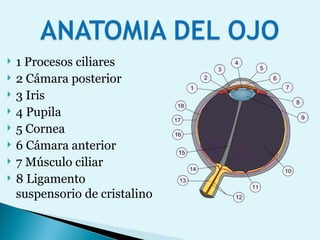 1 Procesos ciliares  2 Cámara posterior  3 Iris 4 Pupila  5 Cornea  6 Cámara anterior  7 Músculo ciliar  8 Ligamento suspensorio de cristalino  