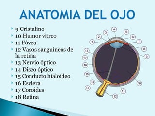 9 Cristalino  10 Humor vítreo  11 Fóvea  12 Vasos sanguíneos de la retina  13 Nervio óptico  14 Disco óptico  15 Conducto hialoideo  16 Esclera  17 Coroides  18 Retina 