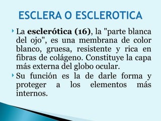 La  esclerótica (16) , la "parte blanca del ojo", es una membrana de color blanco, gruesa, resistente y rica en fibras de colágeno. Constituye la capa más externa del globo ocular.  Su función es la de darle forma y proteger a los elementos más internos. 