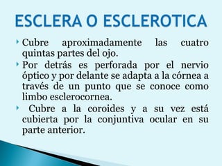 Cubre aproximadamente las cuatro quintas partes del ojo.  Por detrás es perforada por el nervio óptico y por delante se adapta a la córnea a través de un punto que se conoce como limbo esclerocornea. Cubre a la coroides y a su vez está cubierta por la conjuntiva ocular en su parte anterior. 