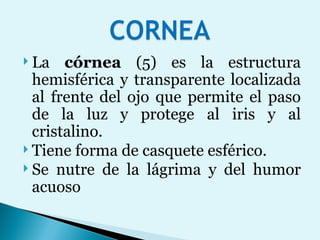 La  córnea  (5) es la estructura hemisférica y transparente localizada al frente del ojo que permite el paso de la luz y protege al iris y al cristalino. Tiene forma de casquete esférico. Se nutre de la lágrima y del humor acuoso 
