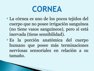 La córnea es uno de los pocos tejidos del cuerpo que no posee irrigación sanguínea (no tiene vasos sanguíneos), pero sí está inervada (tiene sensibilidad).  Es la porción anatómica del cuerpo humano que posee más terminaciones nerviosas sensoriales en relación a su tamaño.  