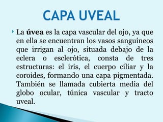 La  úvea  es la capa vascular del ojo, ya que en ella se encuentran los vasos sanguíneos que irrigan al ojo, situada debajo de la eclera o esclerótica, consta de tres estructuras: el iris, el cuerpo ciliar y la coroides, formando una capa pigmentada. También se llamada cubierta media del globo ocular, túnica vascular y tracto uveal. 