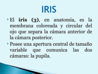 El  iris (3) , en anatomía, es la membrana coloreada y circular del ojo que separa la cámara anterior de la cámara posterior.  Posee una apertura central de tamaño variable que comunica las dos cámaras: la pupila. 