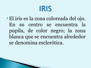 El iris es la zona coloreada del ojo. En su centro se encuentra la pupila, de color negro; la zona blanca que se encuentra alrededor se denomina esclerótica. 
