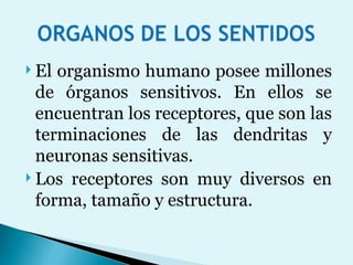 El organismo humano posee millones de órganos sensitivos. En ellos se encuentran los receptores, que son las terminaciones de las dendritas y neuronas sensitivas.  Los receptores son muy diversos en forma, tamaño y estructura.  