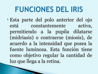 Esta parte del polo anterior del ojo está constantemente activa, permitiendo a la pupila dilatarse (midriasis) o contraerse (miosis), de acuerdo a la intensidad que posea la fuente luminosa. Esta función tiene como objetivo regular la cantidad de luz que llega a la retina. 