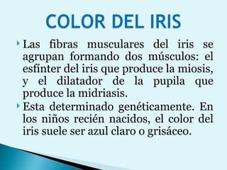 Las fibras musculares del iris se agrupan formando dos músculos: el esfínter del iris que produce la miosis, y el dilatador de la pupila que produce la midriasis. Esta determinado genéticamente. En los niños recién nacidos, el color del iris suele ser azul claro o grisáceo. 