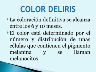 La coloración definitiva se alcanza entre los 6 y 10 meses.  El color está determinado por el número y distribución de unas células que contienen el pigmento melanina y se llaman melanocitos. 