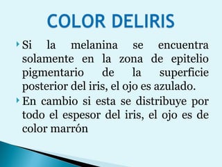 Si la melanina se encuentra solamente en la zona de epitelio pigmentario de la superficie posterior del iris, el ojo es azulado.  En cambio si esta se distribuye por todo el espesor del iris, el ojo es de color marrón 