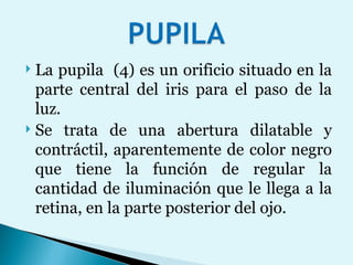 La pupila  (4) es un orificio situado en la parte central del iris para el paso de la luz.  Se trata de una abertura dilatable y contráctil, aparentemente de color negro que tiene la función de regular la cantidad de iluminación que le llega a la retina, en la parte posterior del ojo.  