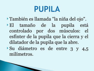 También es llamada "la niña del ojo". El tamaño de la pupila está controlado por dos músculos: el esfínter de la pupila que la cierra y el dilatador de la pupila que la abre.  Su diámetro es de entre 3 y 4,5 milímetros.  