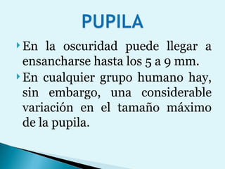 En la oscuridad puede llegar a ensancharse hasta los 5 a 9 mm.  En cualquier grupo humano hay, sin embargo, una considerable variación en el tamaño máximo de la pupila. 