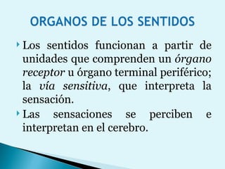 Los sentidos funcionan a partir de unidades que comprenden un  órgano receptor  u órgano terminal periférico; la  vía sensitiva , que interpreta la sensación.  Las sensaciones se perciben e interpretan en el cerebro. 