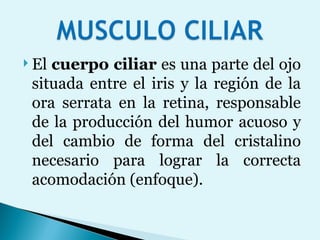 El  cuerpo ciliar  es una parte del ojo situada entre el iris y la región de la ora serrata en la retina, responsable de la producción del humor acuoso y del cambio de forma del cristalino necesario para lograr la correcta acomodación (enfoque). 