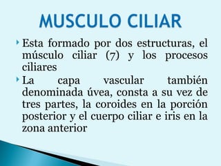 Esta formado por dos estructuras, el músculo ciliar (7) y los procesos ciliares La capa vascular también denominada úvea, consta a su vez de tres partes, la coroides en la porción posterior y el cuerpo ciliar e iris en la zona anterior 
