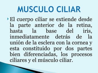 El cuerpo ciliar se extiende desde la parte anterior de la retina, hasta la base del iris, inmediatamente detrás de la unión de la esclera con la cornea y esta constituido por dos partes bien diferenciadas, los procesos ciliares y el músculo ciliar. 