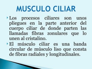 Los procesos ciliares son unos pliegues en la parte anterior del cuerpo ciliar de donde parten las llamadas fibras zonulares que lo unen al cristalino. El músculo ciliar es una banda circular de músculo liso que consta de fibras radiales y longitudinales. 