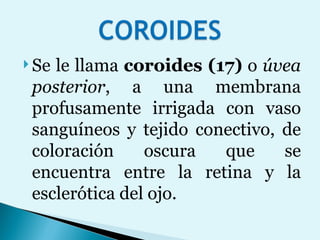 Se le llama  coroides (17)  o  úvea posterior , a una membrana profusamente irrigada con vaso sanguíneos y tejido conectivo, de coloración oscura que se encuentra entre la retina y la esclerótica del ojo.  