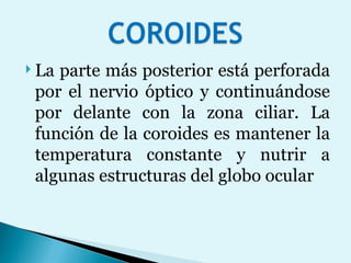 La parte más posterior está perforada por el nervio óptico y continuándose por delante con la zona ciliar. La función de la coroides es mantener la temperatura constante y nutrir a algunas estructuras del globo ocular 