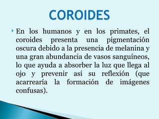 En los humanos y en los primates, el coroides presenta una pigmentación oscura debido a la presencia de melanina y una gran abundancia de vasos sanguíneos, lo que ayuda a absorber la luz que llega al ojo y prevenir así su reflexión (que acarrearía la formación de imágenes confusas).  