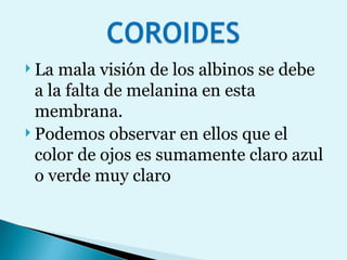 La mala visión de los albinos se debe a la falta de melanina en esta membrana. Podemos observar en ellos que el color de ojos es sumamente claro azul o verde muy claro 