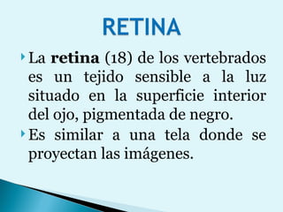 La  retina  (18) de los vertebrados es un tejido sensible a la luz situado en la superficie interior del ojo, pigmentada de negro.  Es similar a una tela donde se proyectan las imágenes.  