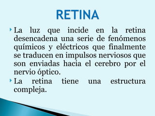 La luz que incide en la retina desencadena una serie de fenómenos químicos y eléctricos que finalmente se traducen en impulsos nerviosos que son enviadas hacia el cerebro por el nervio óptico. La retina tiene una estructura compleja.  