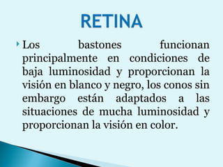 Los bastones funcionan principalmente en condiciones de baja luminosidad y proporcionan la visión en blanco y negro, los conos sin embargo están adaptados a las situaciones de mucha luminosidad y proporcionan la visión en color. 