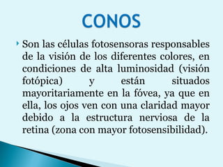 Son las células fotosensoras responsables de la visión de los diferentes colores, en condiciones de alta luminosidad (visión fotópica) y están situados mayoritariamente en la fóvea, ya que en ella, los ojos ven con una claridad mayor debido a la estructura nerviosa de la retina (zona con mayor fotosensibilidad). 