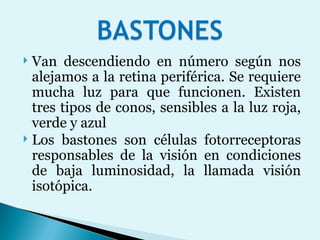 Van descendiendo en número según nos alejamos a la retina periférica. Se requiere mucha luz para que funcionen. Existen tres tipos de conos, sensibles a la luz roja, verde y azul Los bastones son células fotorreceptoras responsables de la visión en condiciones de baja luminosidad, la llamada visión isotópica.  