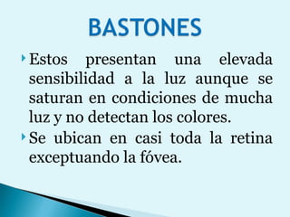 Estos presentan una elevada sensibilidad a la luz aunque se saturan en condiciones de mucha luz y no detectan los colores.  Se ubican en casi toda la retina exceptuando la fóvea.  