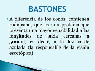 A diferencia de los conos, contienen rodopsina, que es una proteína que presenta una mayor sensibilidad a las longitudes de onda cercanas a 500nm, es decir, a la luz verde azulada (la responsable de la visión escotópica). 