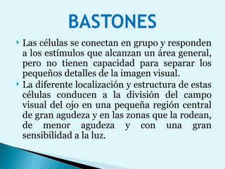 Las células se conectan en grupo y responden a los estímulos que alcanzan un área general, pero no tienen capacidad para separar los pequeños detalles de la imagen visual.  La diferente localización y estructura de estas células conducen a la división del campo visual del ojo en una pequeña región central de gran agudeza y en las zonas que la rodean, de menor agudeza y con una gran sensibilidad a la luz.  