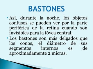 Así, durante la noche, los objetos confusos se pueden ver por la parte periférica de la retina cuando son invisibles para la fóvea central. Los bastones son más delgados que los conos, el diámetro de sus segmentos internos es de aproximadamente 2 micras.  