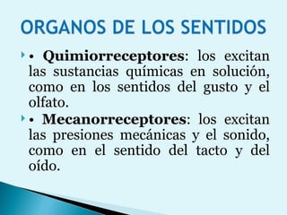 •  Quimiorreceptores : los excitan las sustancias químicas en solución, como en los sentidos del gusto y el olfato. •  Mecanorreceptores : los excitan las presiones mecánicas y el sonido, como en el sentido del tacto y del oído. 