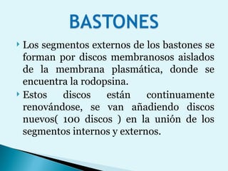 Los segmentos externos de los bastones se forman por discos membranosos aislados de la membrana plasmática, donde se encuentra la rodopsina.  Estos discos están continuamente renovándose, se van añadiendo discos nuevos( 100 discos ) en la unión de los segmentos internos y externos.  