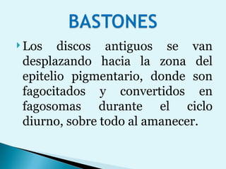 Los discos antiguos se van desplazando hacia la zona del epitelio pigmentario, donde son fagocitados y convertidos en fagosomas durante el ciclo diurno, sobre todo al amanecer. 