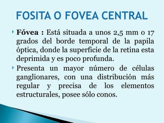 Fóvea :  Está situada a unos 2,5 mm o 17 grados del borde temporal de la papila óptica, donde la superficie de la retina esta deprimida y es poco profunda.  Presenta un mayor número de células ganglionares, con una distribución más regular y precisa de los elementos estructurales, posee sólo conos.  