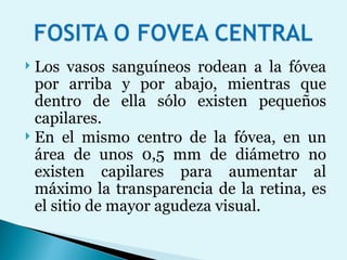 Los vasos sanguíneos rodean a la fóvea por arriba y por abajo, mientras que dentro de ella sólo existen pequeños capilares.  En el mismo centro de la fóvea, en un área de unos 0,5 mm de diámetro no existen capilares para aumentar al máximo la transparencia de la retina, es el sitio de mayor agudeza visual. 