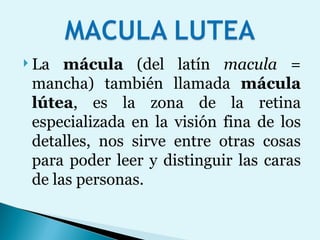La  mácula  (del latín  macula  = mancha) también llamada  mácula lútea , es la zona de la retina especializada en la visión fina de los detalles, nos sirve entre otras cosas para poder leer y distinguir las caras de las personas. 