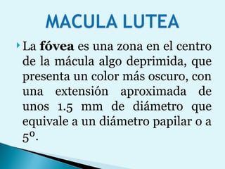 La  fóvea  es una zona en el centro de la mácula algo deprimida, que presenta un color más oscuro, con una extensión aproximada de unos 1.5 mm de diámetro que equivale a un diámetro papilar o a 5º.  