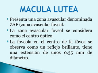 Presenta una zona avascular denominada ZAF (zona avascular foveal.  La zona avascular foveal se considera como el centro óptico. La foveola en el centro de la fóvea se observa como un reflejo brillante, tiene una extensión de unos 0.35 mm de diámetro.  