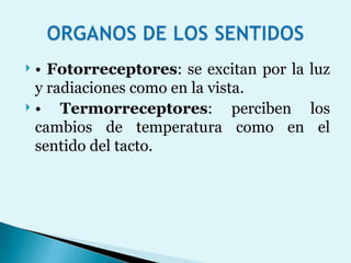 •  Fotorreceptores : se excitan por la luz y radiaciones como en la vista. •  Termorreceptores : perciben los cambios de temperatura como en el sentido del tacto. 