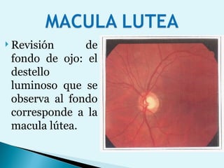 Revisión de fondo de ojo: el destello luminoso que se observa al fondo corresponde a la macula lútea. 
