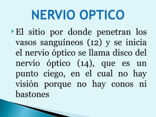 El sitio por donde penetran los vasos sanguíneos (12) y se inicia el nervio óptico se llama disco del nervio óptico (14), que es un punto ciego, en el cual no hay visión porque no hay conos ni bastones 